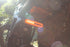 Plug & Play Tail Light W/ Turn Signals Kit